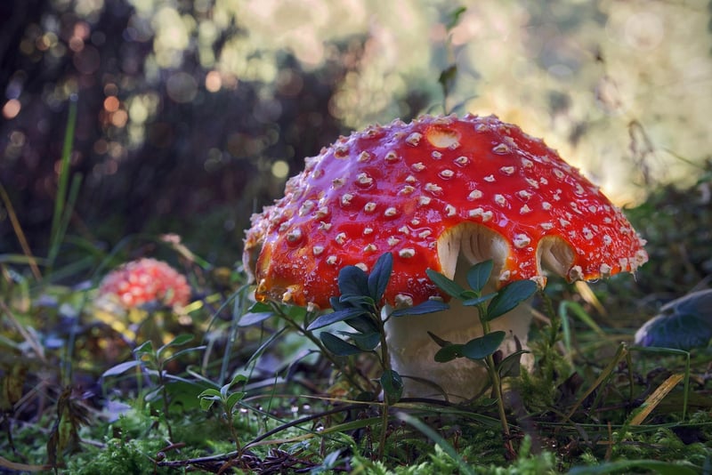 Forest Charms