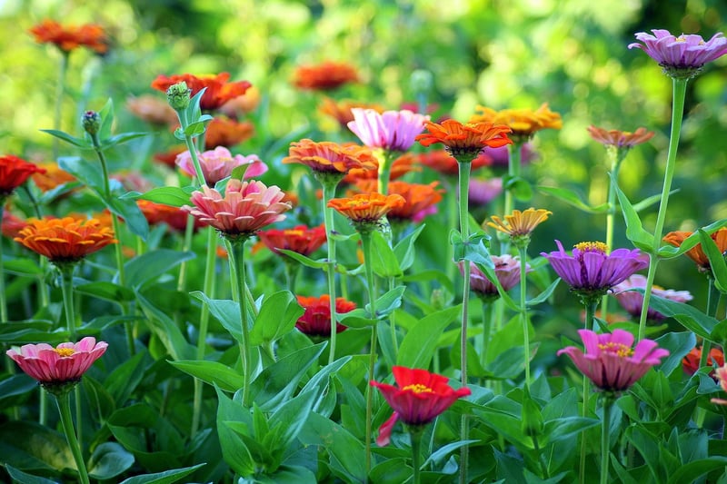 Garden Alchemy