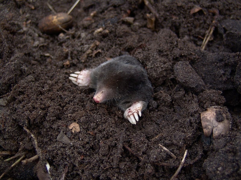 Soil and ground