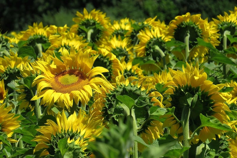 Sunflower Flower Essence